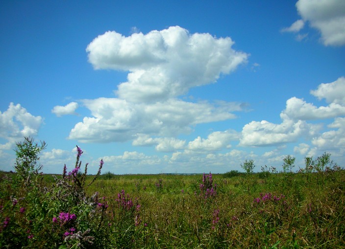 Fields of Letychiv